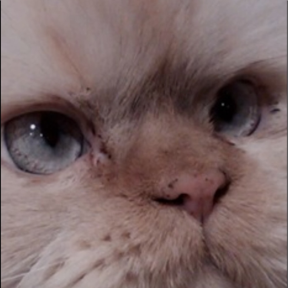 Meet your Posher, Michele